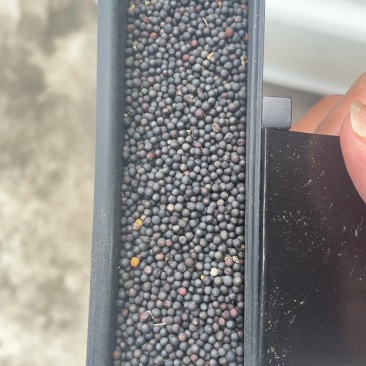 南通精品小农户菜籽