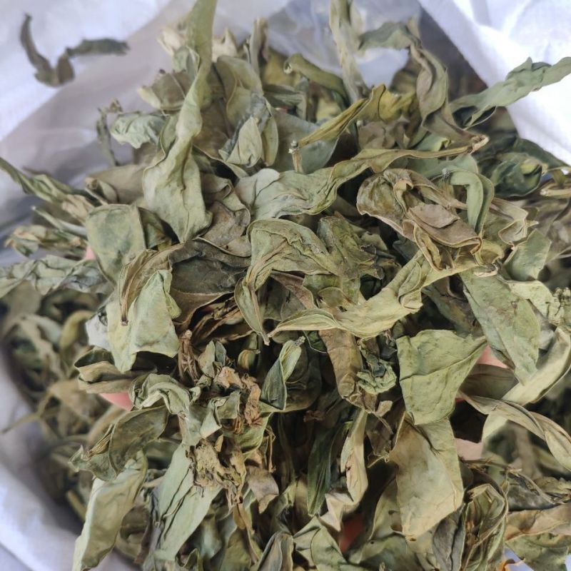 野生龙利叶中药材龙利叶龙俐叶龙舌叶龙脷叶牛耳叶正品包