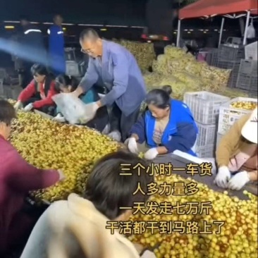 人多力量大，三个小时装一车，拐二拐三冬枣大量出货中