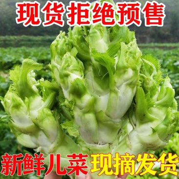 新鲜儿菜/地头发货/当天采摘/当天发车/拒绝预售