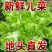 新鲜儿菜/地头发货/当天采摘/当天发车/拒绝预售