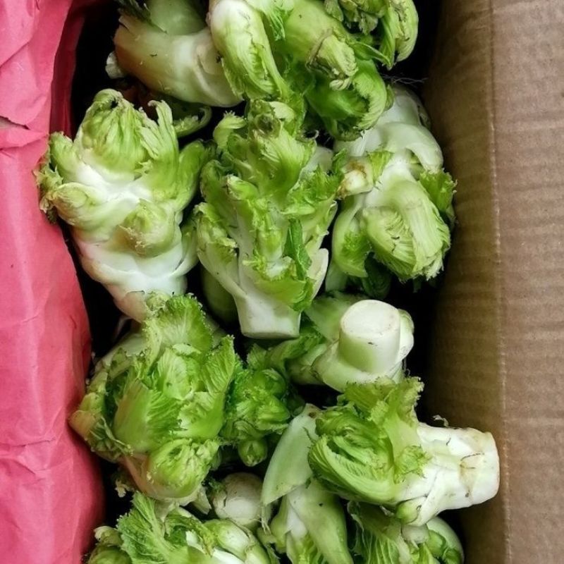 新鲜儿菜/地头发货/当天采摘/当天发车/拒绝预售