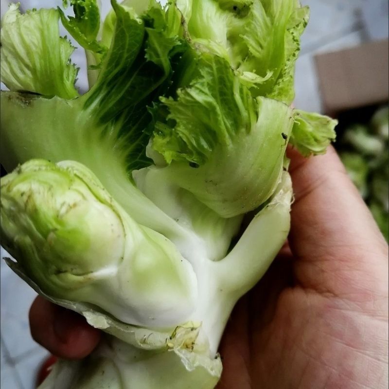 新鲜儿菜/地头发货/当天采摘/当天发车/拒绝预售