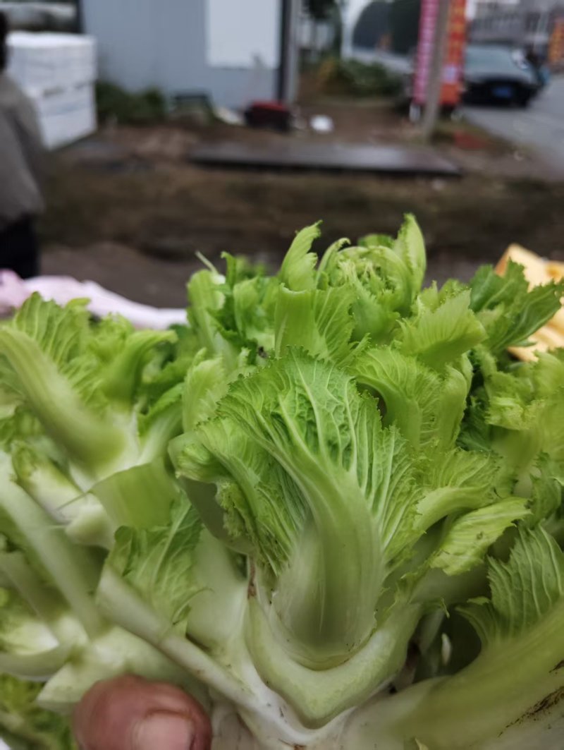 新鲜儿菜/地头发货/当天采摘/当天发车/拒绝预售