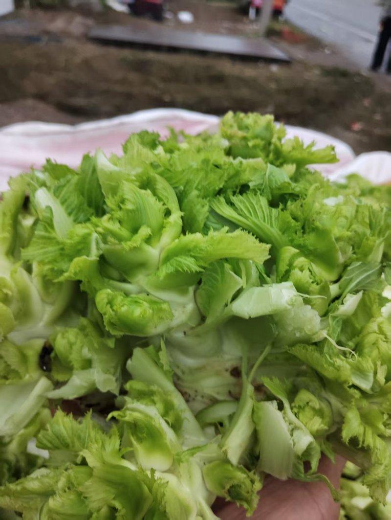 新鲜儿菜/地头发货/当天采摘/当天发车/拒绝预售