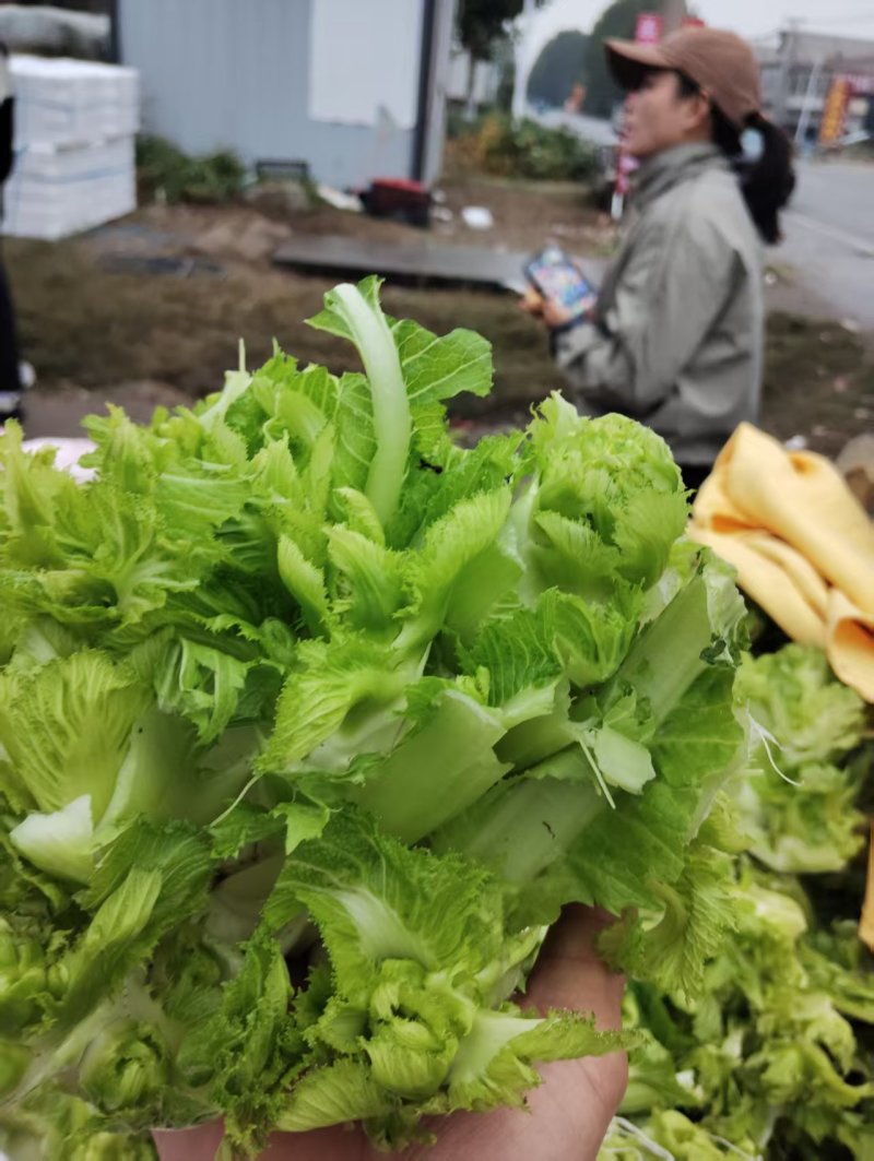新鲜儿菜/地头发货/当天采摘/当天发车/拒绝预售