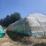 1万吨成型麦秸大方捆，位于济宁汶上，寻求快速出清