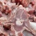 内蒙满肉羊蝎子