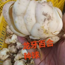 龙牙百合种球