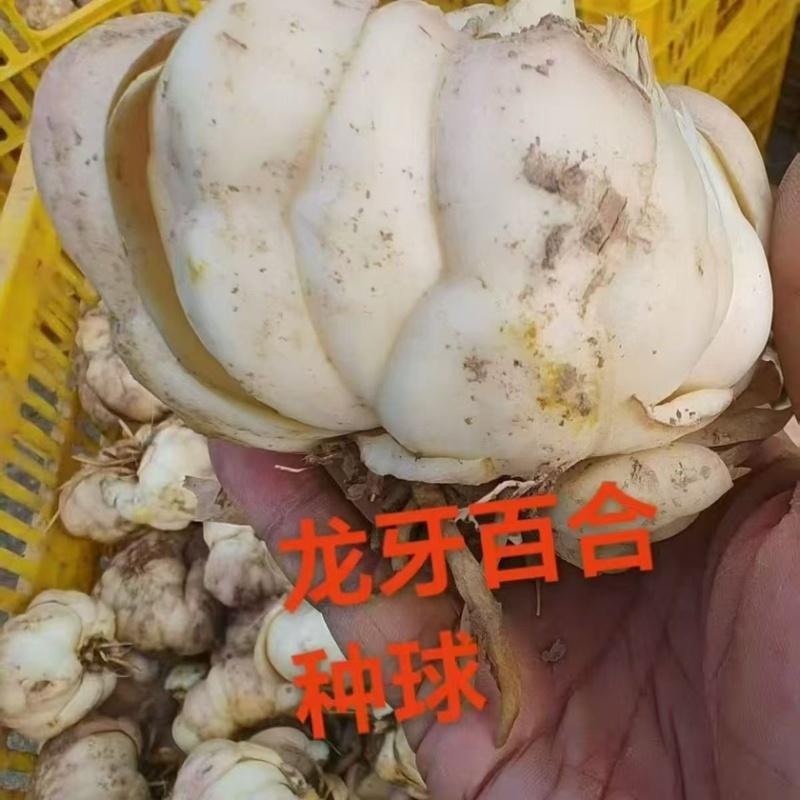 龙牙百合种球