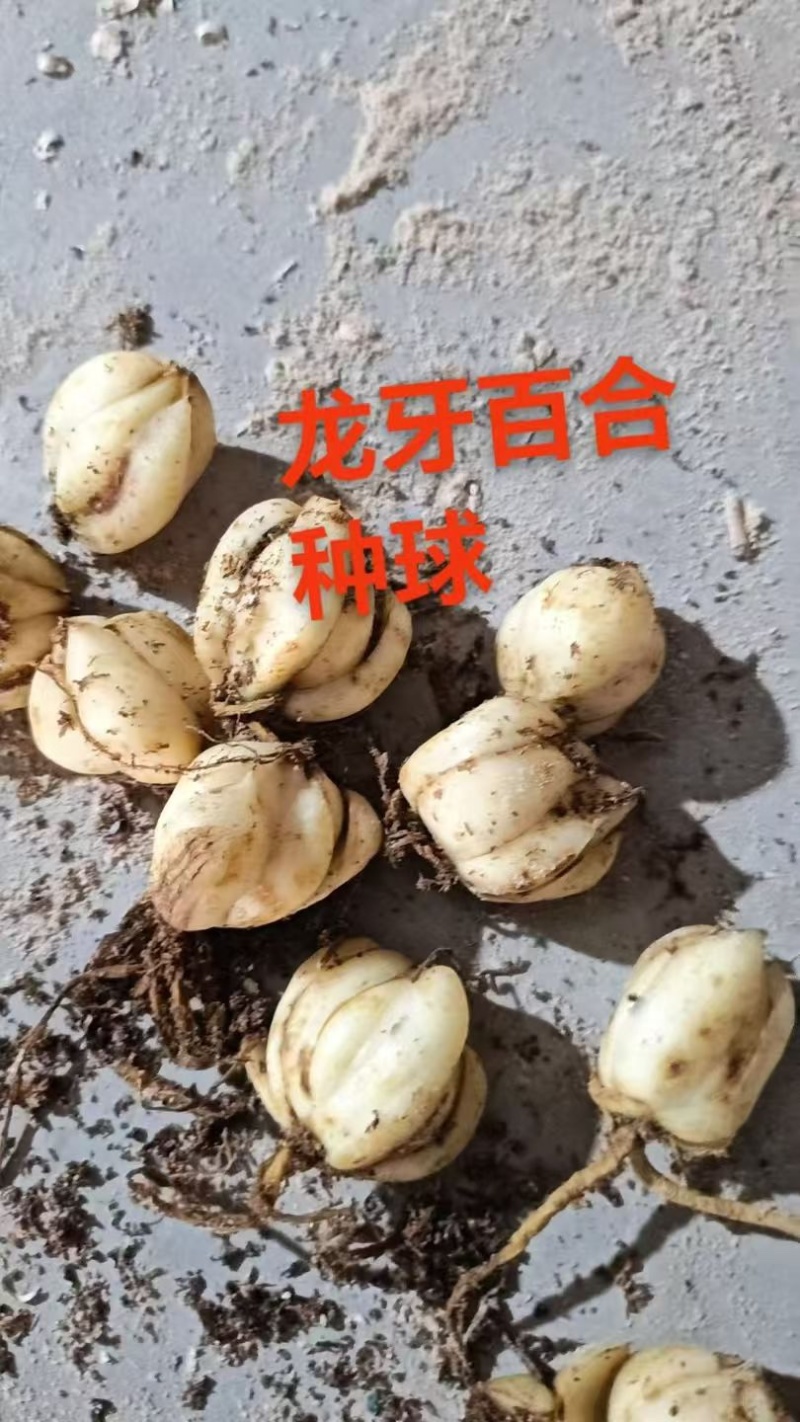 龙牙百合种球