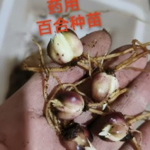 药用百合种苗