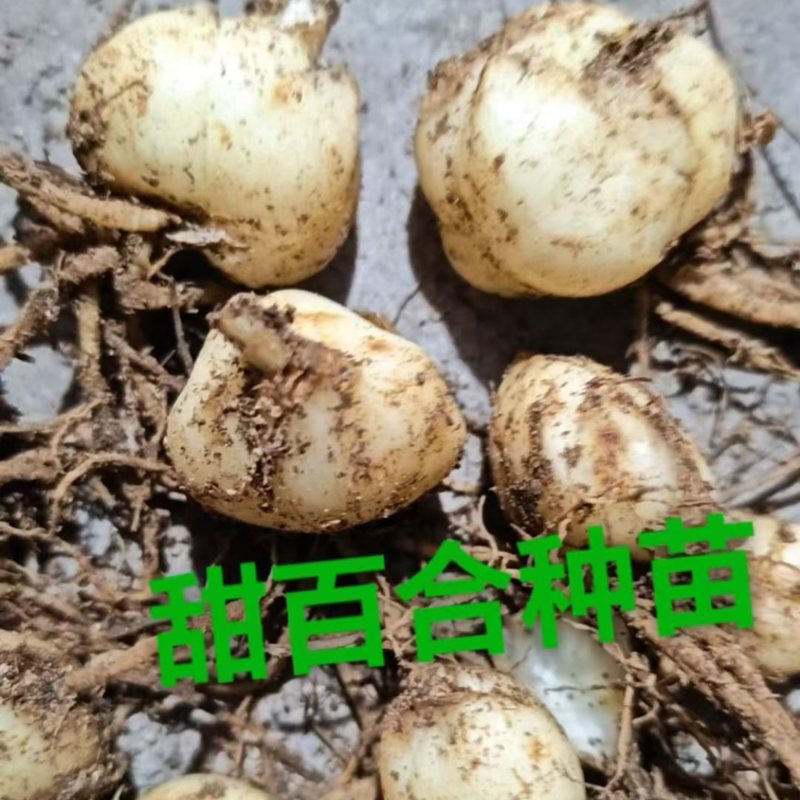 菜百合种苗