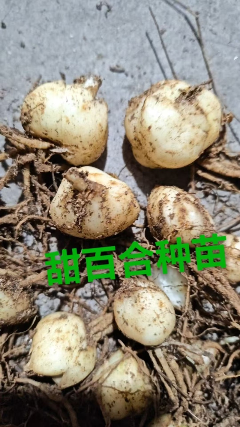 菜百合种苗