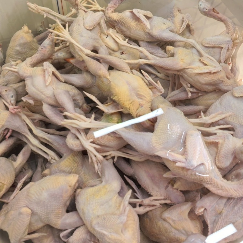 鹧鸪鸟新鲜的按单量现杀视频直播拒绝冷冻白条高品质