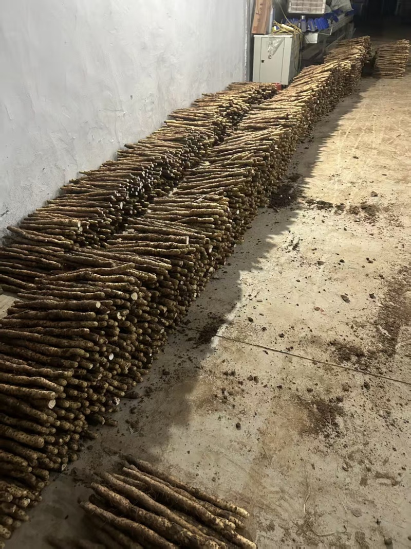 分叉垆土铁棍山药，断山药大量接单产地直发量大从优