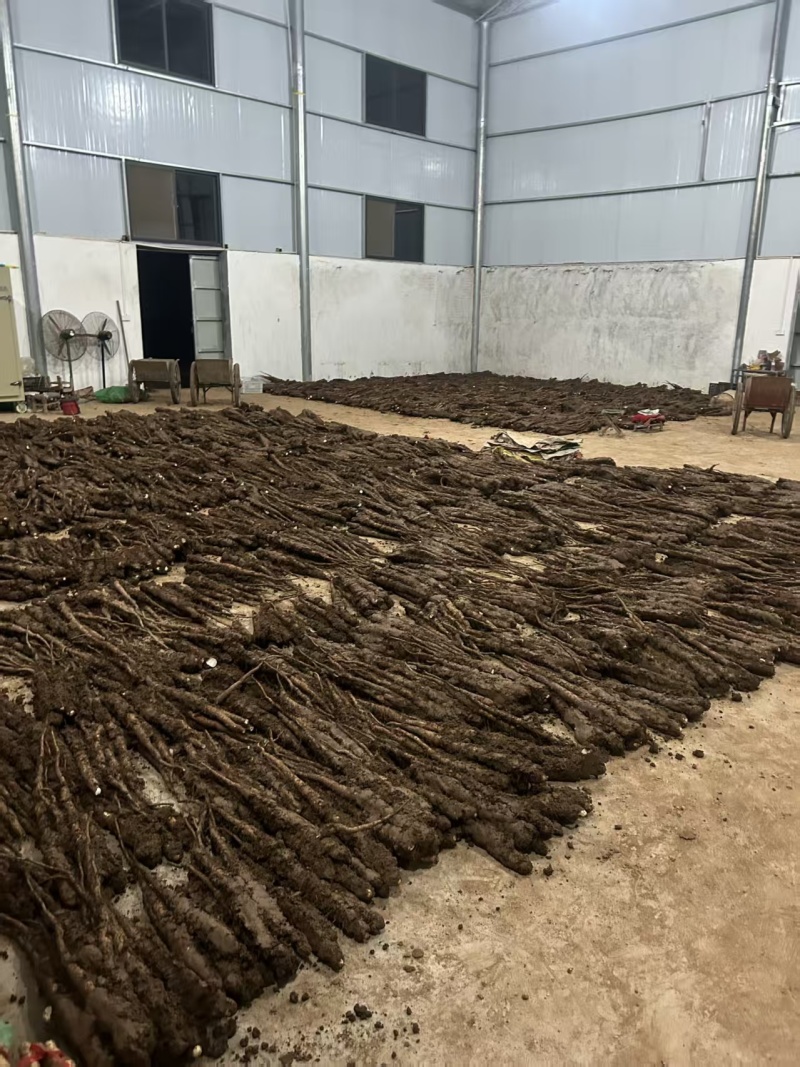 分叉垆土铁棍山药，断山药大量接单产地直发量大从优