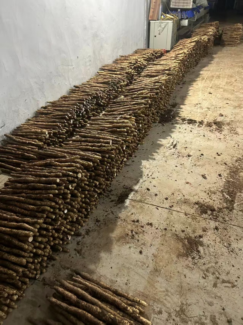 分叉垆土铁棍山药，断山药大量接单产地直发量大从优