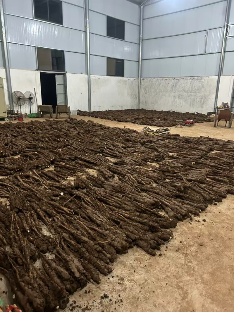 分叉垆土铁棍山药，断山药大量接单产地直发量大从优