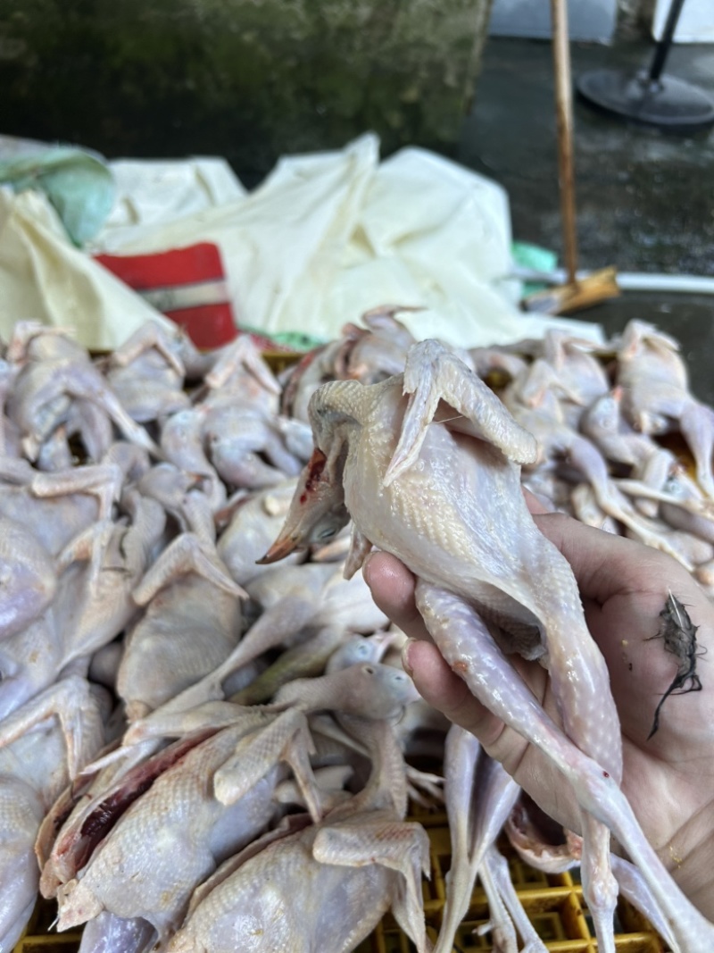 鹧鸪鸟新鲜的按单量现杀视频直播拒绝冷冻白条高品质