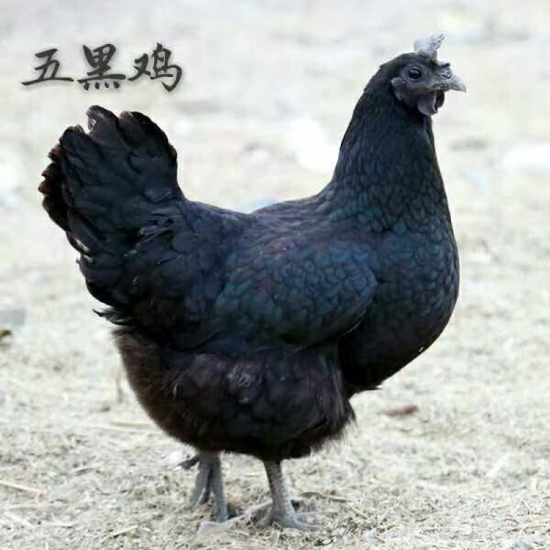 五黑绿壳蛋鸡苗乌骨鸡苗产蛋鸡苗