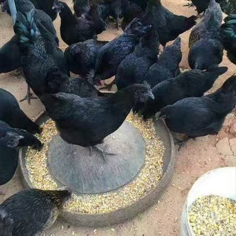 五黑绿壳蛋鸡苗乌骨鸡苗产蛋鸡苗
