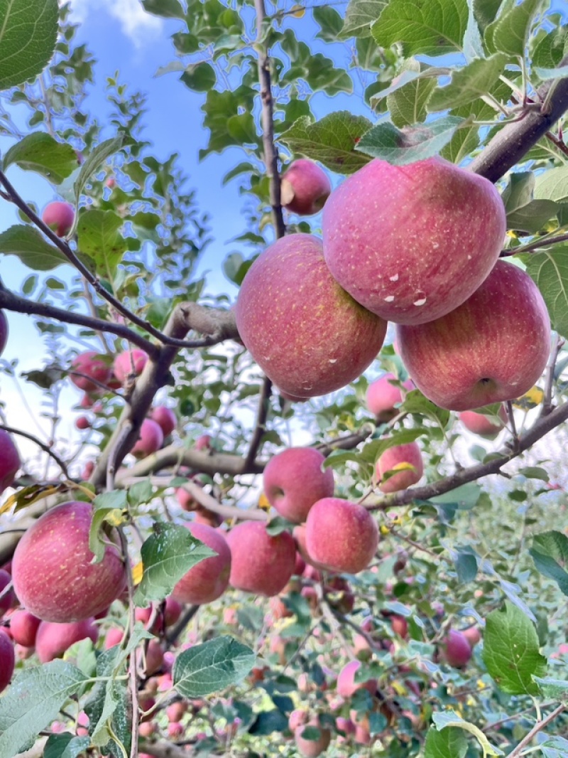 苹果汉源糖心苹果丑苹果大量上市口感甜脆供应电商超市