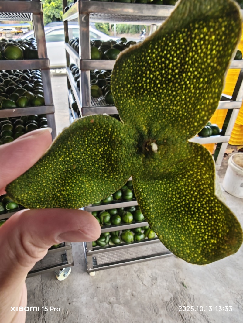 青皮