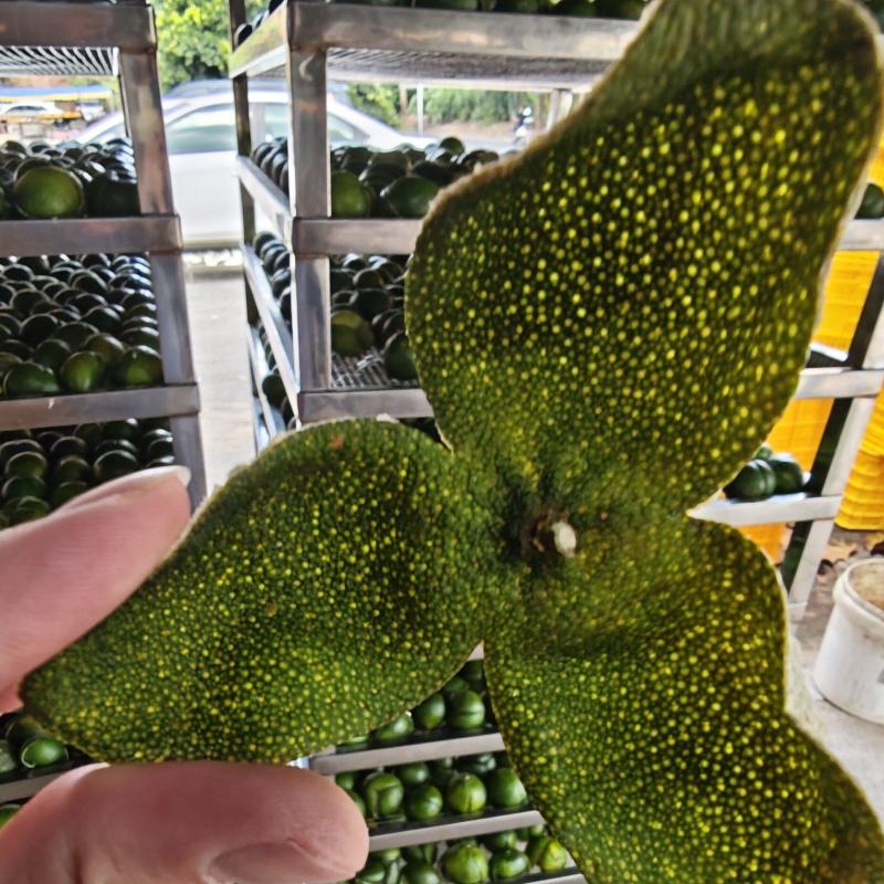 青皮