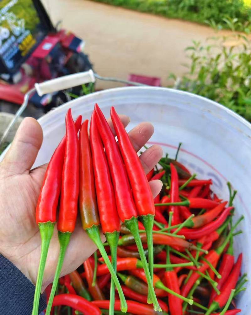云南小米椒，大量上市，色泽圆润饱满，大小一致