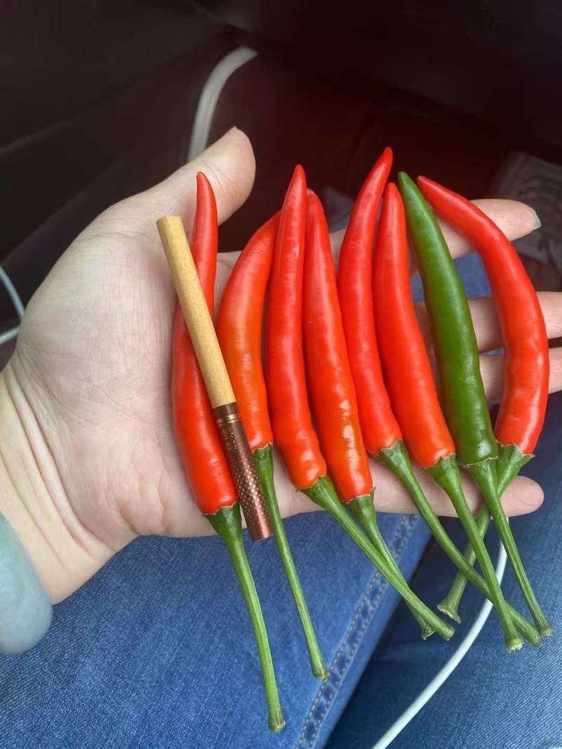 云南小米椒，大量上市，色泽圆润饱满，大小一致