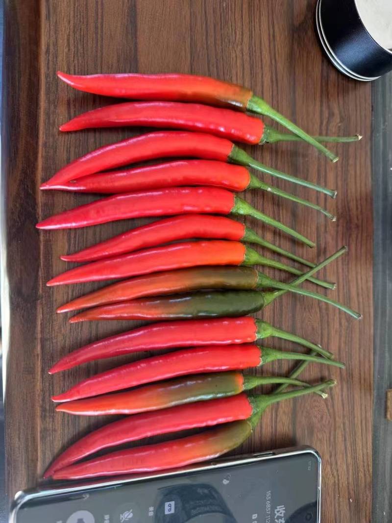 云南小米椒，大量上市，色泽圆润饱满，大小一致
