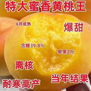 早产黄金蜜桃树苗嫁接成苗沂蒙山育苗基地产地直发批发
