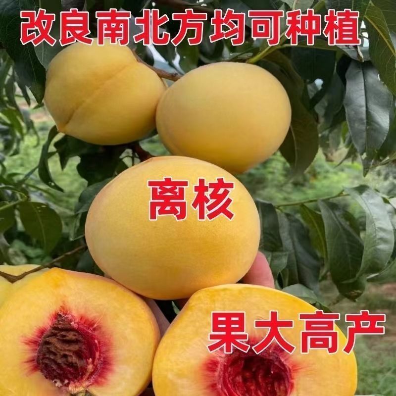 早产黄金蜜桃树苗嫁接成苗沂蒙山育苗基地产地直发批发