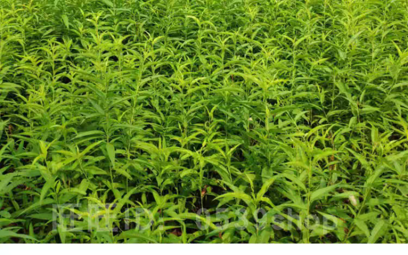 早产黄金蜜桃树苗嫁接成苗沂蒙山育苗基地产地直发批发