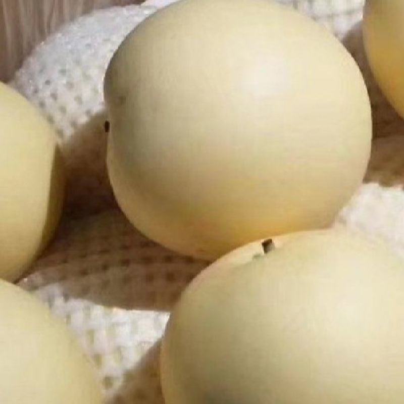精品皇冠梨，产地直销。货源充足，对接商超，市场，批发商