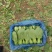 精品上海青产地直发质量**信誉第一