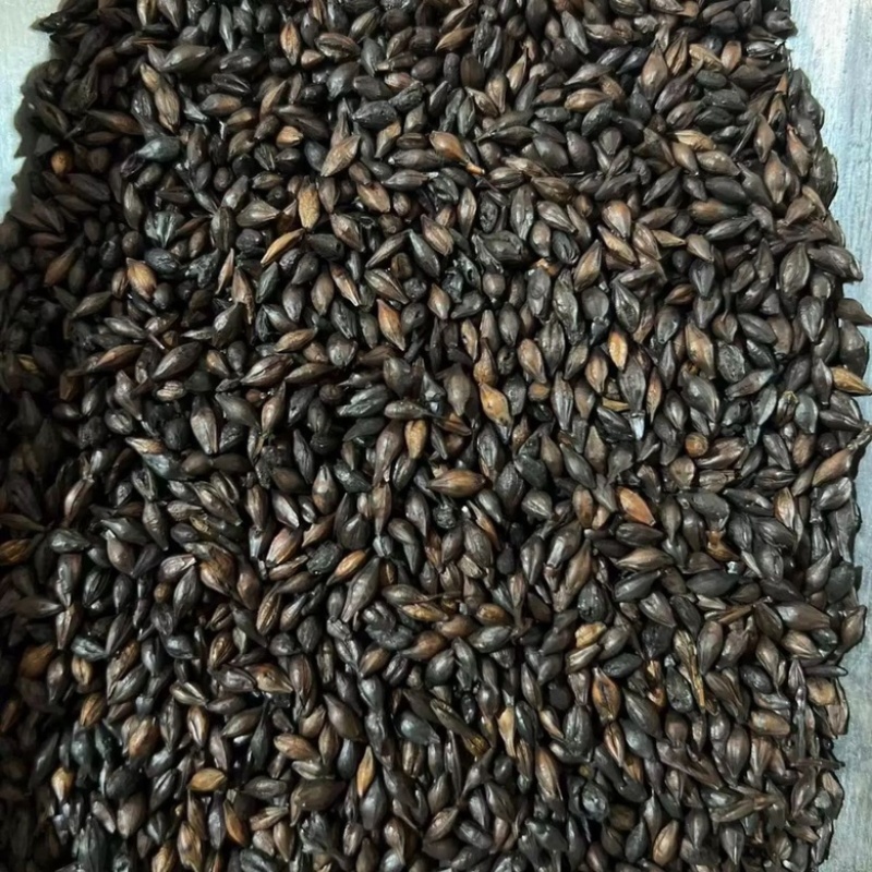 麦芽生麦芽炒麦芽焦麦芽规格齐全中药材批发