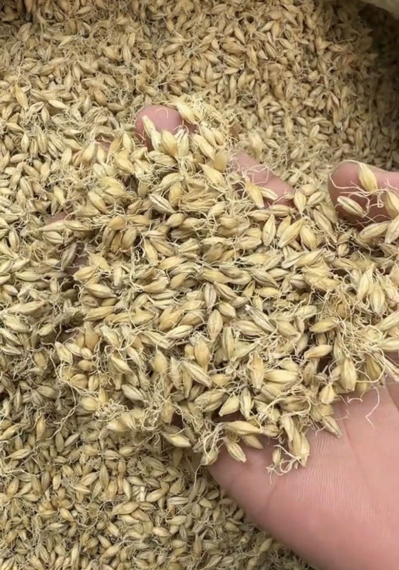 麦芽生麦芽炒麦芽焦麦芽规格齐全中药材批发