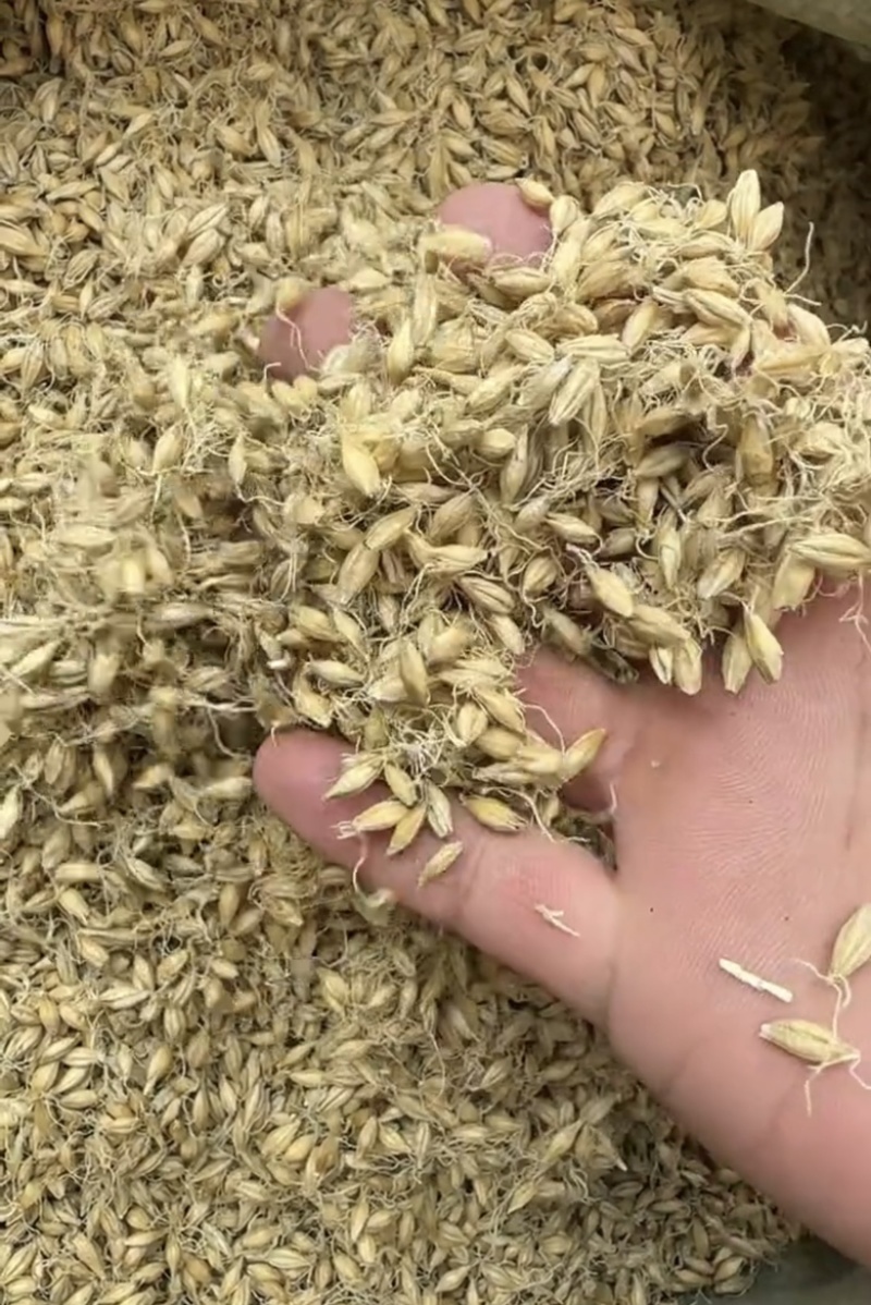 麦芽生麦芽炒麦芽焦麦芽规格齐全中药材批发