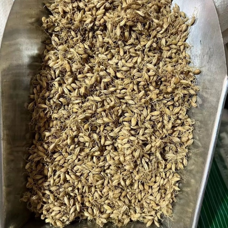 麦芽生麦芽炒麦芽焦麦芽规格齐全中药材批发