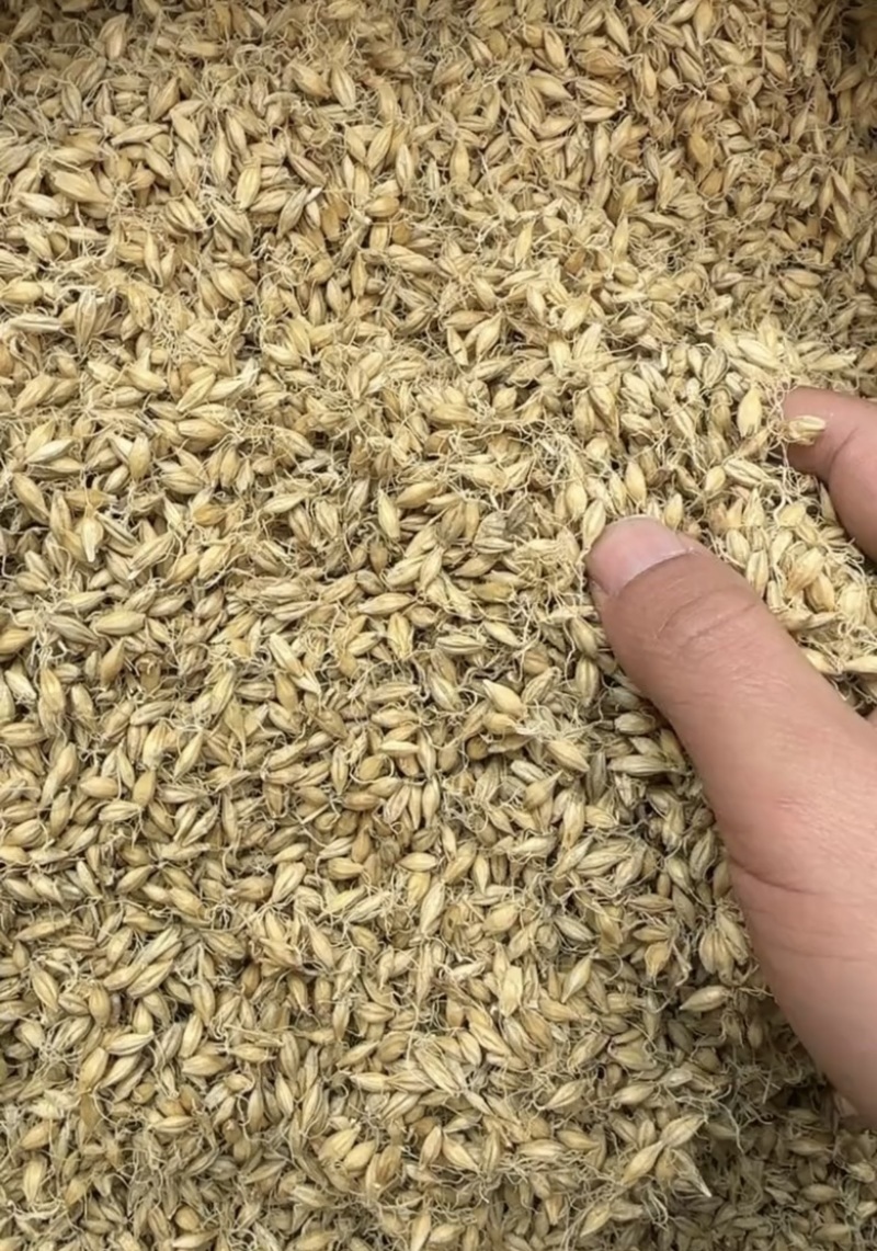 麦芽生麦芽炒麦芽焦麦芽规格齐全中药材批发
