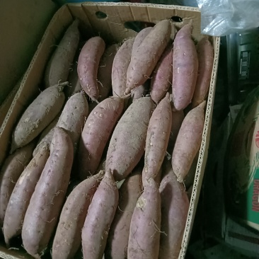 精品玛莎莉红薯