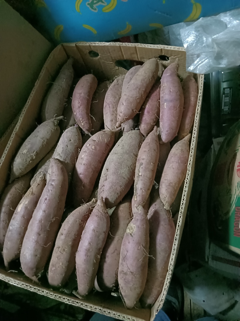 精品玛莎莉红薯