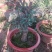 原生骨里红梅生桩