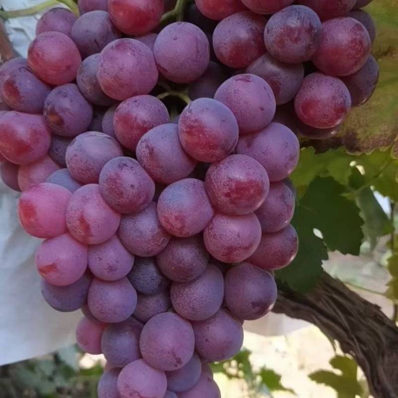 红提，
