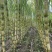 《热卖》四川黄金甘蔗/攀枝花黄金甘蔗/一件代发便宜