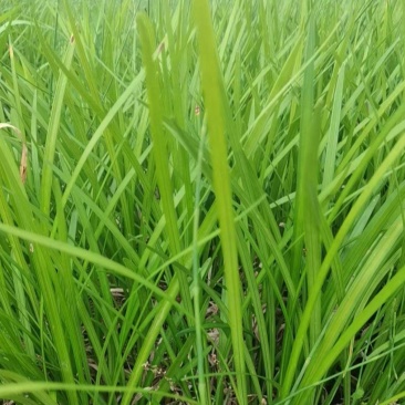 大叶麦冬