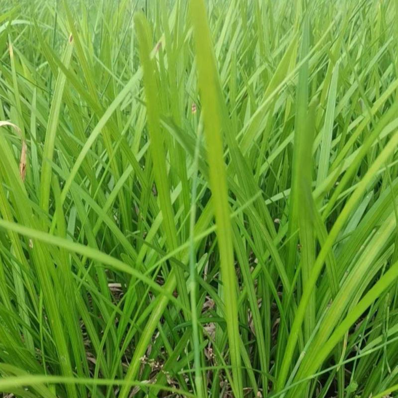 大叶麦冬