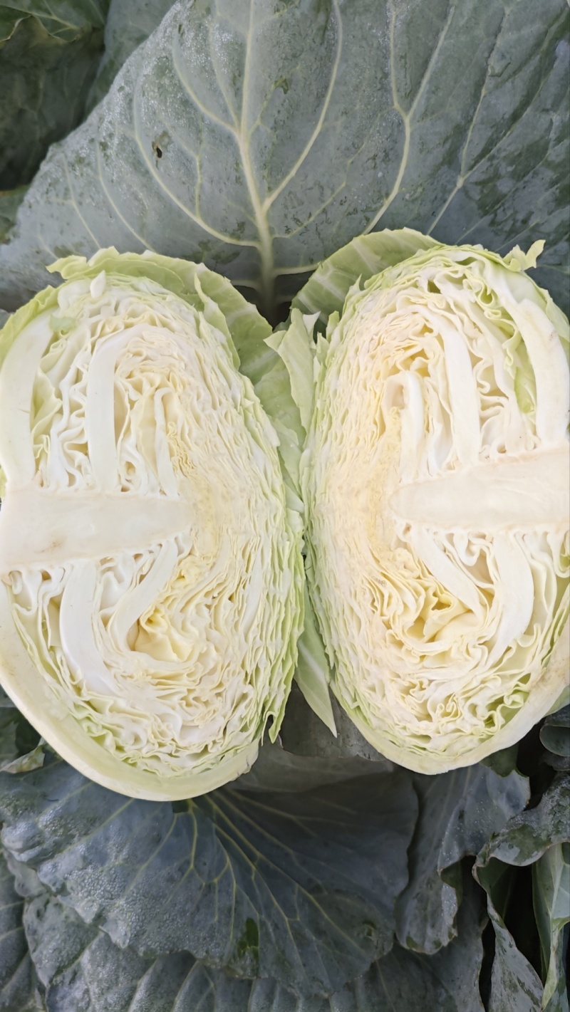 加工厂，脱水厂，养殖厂扁包菜，奥娸娜大头菜，开始上市，